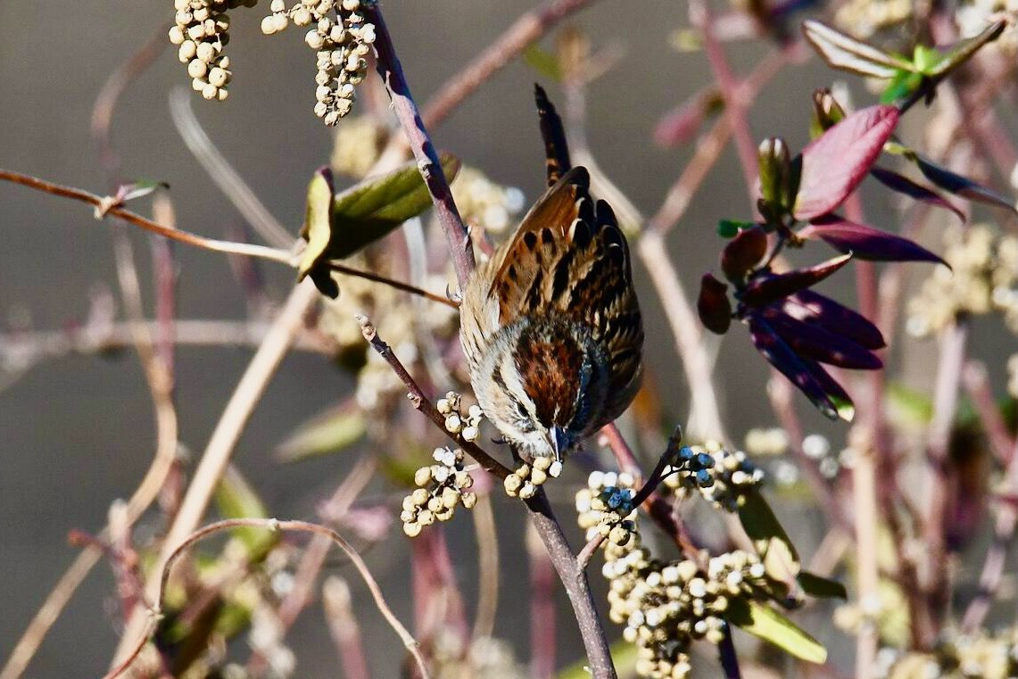 Swamp sparrow bombay hook nwr 12.25.22 by lwolfartist is licensed under CC BY 2.0 ...feeding on poison ivy fruits.